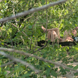 Pic #3 Spotted in the Rhine Beach near Duesseldorf GERMANY